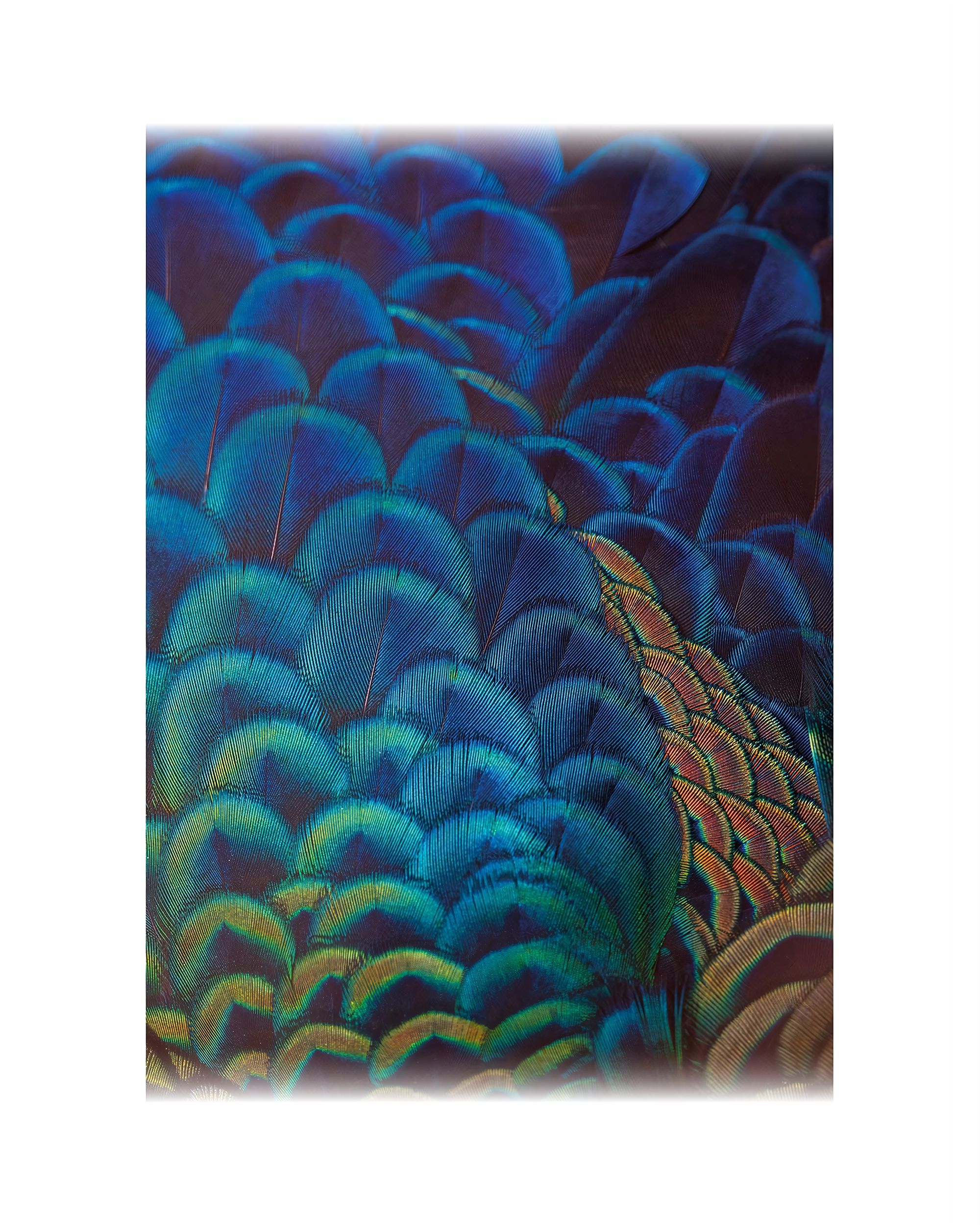 Multicolor Feathers canvas painting
